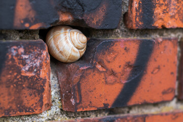 Fototapeta premium Skorupa ślimaka w murze