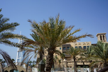Fototapeta na wymiar Landscape with palms and buildings in Dubai