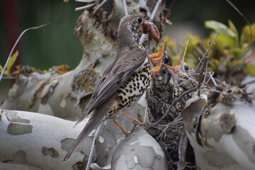 Fototapeta na wymiar Preciosa ave alimentando a sus crías