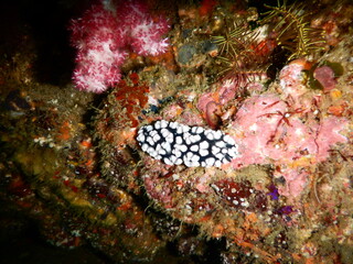 伊豆の海でダイビング中に見かけたカラフルなコイボウミウシ