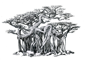 Bonsai banyan tree. Wild tree. Ink illustration.