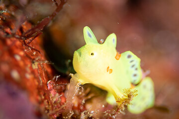 イロカエルアンコウの赤ちゃん