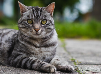 Szary kot leżący na betonowym chodniku © Juliusz