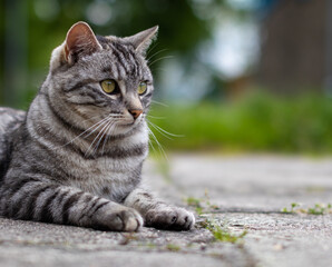 Naklejka na ściany i meble Szary kot leżący na betonowym chodniku