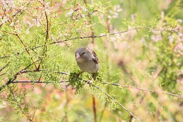 Female sparrow on a branch