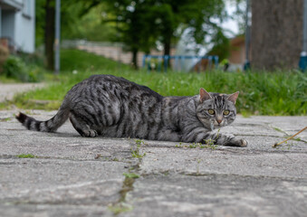 Szary kot leżący na betonowym chodniku
