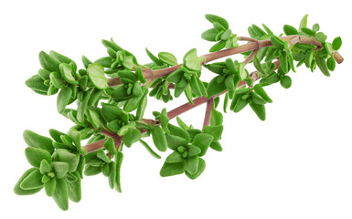 Thyme isolated on white background, full depth of field, clipping path