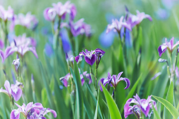 Nature background with spring flowers. Selective and soft focus.