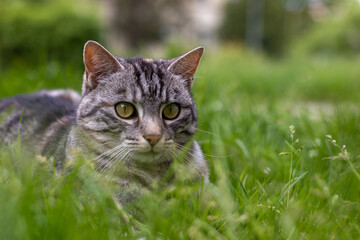 Naklejka na ściany i meble Duży szaroczarny kot o złotych oczach bawi się w trawie