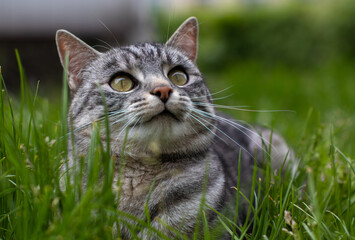 Duży szaroczarny kot o złotych oczach bawi się w trawie © Juliusz