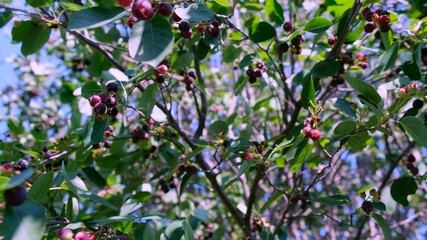 Obraz premium fruit bushes of Saskatoon berries inky hue