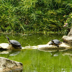 Fototapeta premium the wild turtles of the pond of my city