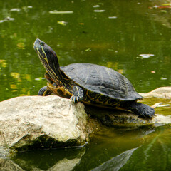 Obraz premium the wild turtles of the pond of my city
