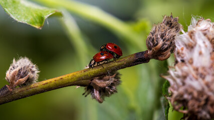 ladybird on a leaf
