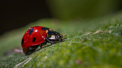 ladybug on a leaf