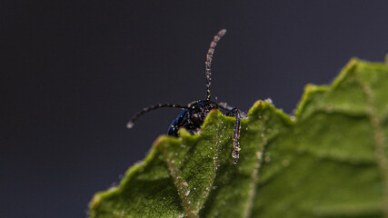 bug on a leaf