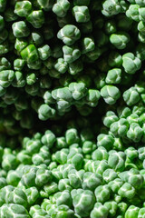 Macrofotograf&iacute;a de un br&oacute;coli fresco