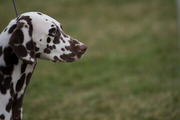 Dalmatian in profile