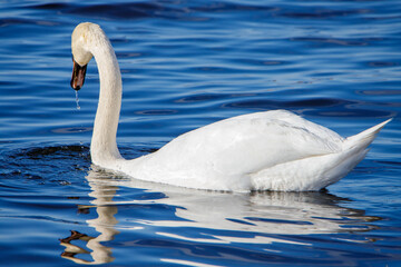 swan on the lake