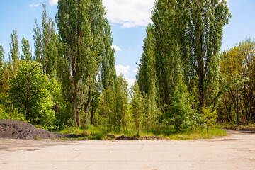 The central alley overgrown with trees in the city of Chernobyl