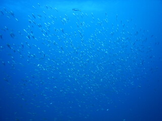 伊豆の海でダイビング中に見かけた縞模様の背中のイサキの群れ