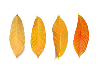 collection yellow autumn leaves on white background