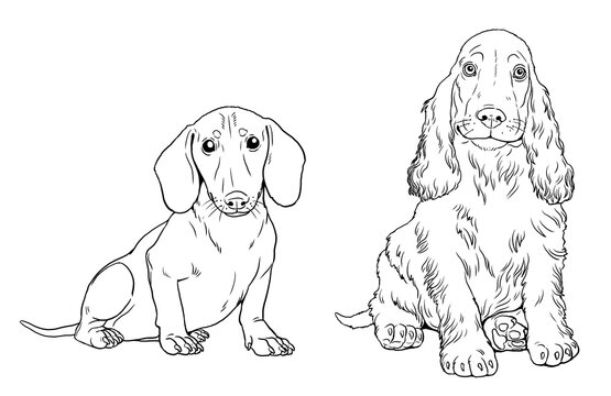 Dachshund and сocker spaniel puppy. Cute dogs puppies. Coloring template. Digital illustration.	