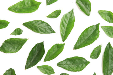 fresh green leaves on white background