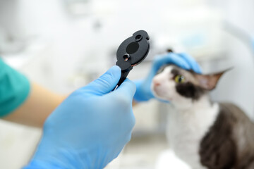Veterinarian doctor checks eyesight of a cat of the breed Cornish Rex in a veterinary clinic....