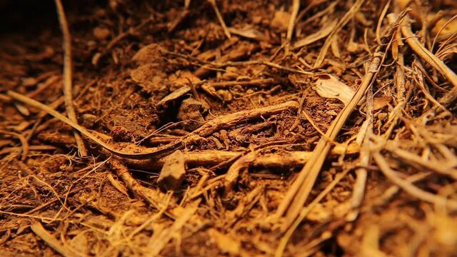 Ants in the underground nest.
Workers, pupae and larvae inside a ant nest.
Ants caring and protecting their offspring.
Details of the wild life of ants teamwork.
Ant colony.
insects, insect.
bugs, bug