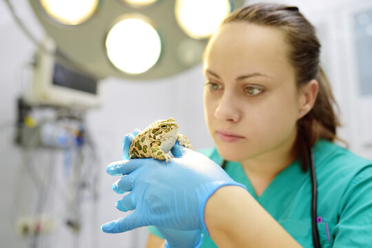 Veterinarian Examines A Toad In A Veterinary Clinic. Exotic Animals. Health Of Pet. Animal Care.