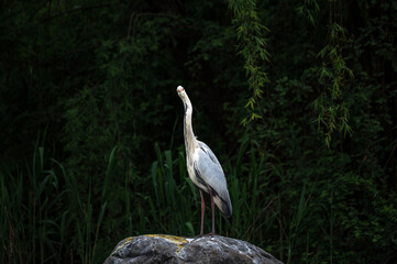 Full body portrait of gorgeous stork stays on rock, his claws. Warm pastel tones leaves background. Beautiful posture of crane bird during golden hour. Wild animals searching for prey, hunting in pond