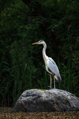 Full body portrait of gorgeous stork stays on rock, his claws. Warm pastel tones leaves background. Beautiful posture of crane bird during golden hour. Wild animals searching for prey, hunting in pond