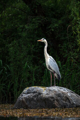 Full body portrait of gorgeous stork stays on rock, his claws. Warm pastel tones leaves background. Beautiful posture of crane bird during golden hour. Wild animals searching for prey, hunting in pond