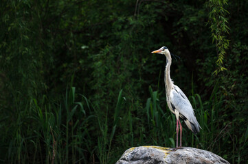 Full body portrait of gorgeous stork stays on rock, his claws. Warm pastel tones leaves background. Beautiful posture of crane bird during golden hour. Wild animals searching for prey, hunting in pond - Powered by Adobe
