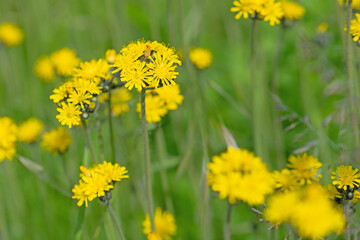Obraz premium Blühendes Habichtskraut, Hieracium, im Frühling
