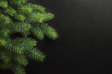 branch of Christmas tree. Christmas spruce twigs . copy space. winter background. Christmas.