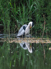 Amazing animals in the wild. Pretty funny wet crane bird washing his feathers sitting in pond in reed. Gorgeous heron has rest after hunting for prey. Close full body portrait.