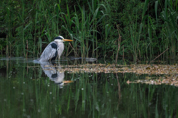 Amazing animals in the wild. Pretty funny wet crane bird washing his feathers sitting in pond in reed. Gorgeous heron has rest after hunting for prey. Close full body portrait.