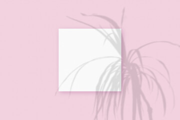 Natural light casts shadows from the plant on square sheet of white paper lying on a pink textured background. Mockup