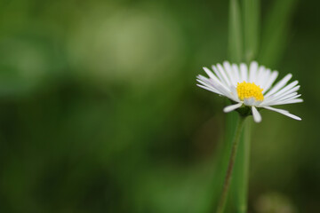 Natural Bellis Perennis Macro Photo