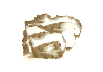 Cardboard pieces textured background. Carton piece with copy space, Ripped kraft paper isolated on white
