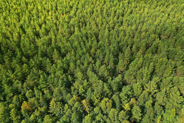 summer forest top view drone, background green trees panorama landscape