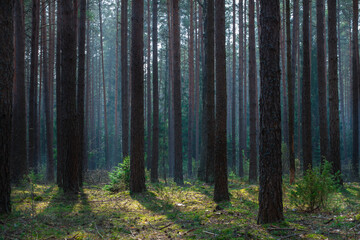 Obraz premium Foggy summer pine forest landscape in the morning