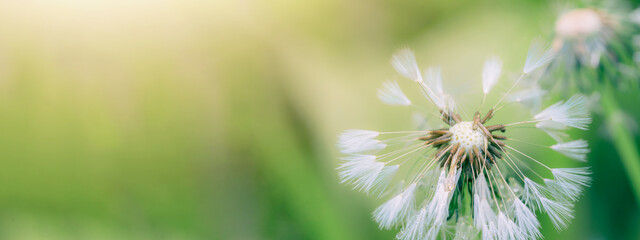Beautiful close up of blowball dandelion seed with water drop  and dew in nature in spring summer morning, with bokeh and green yellow background banner panorama