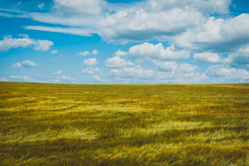 Fototapeta premium field of wheat in the summer with white clouds on the blue sky in the background