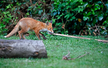 Fox cubs exploring and playing in an urban garden