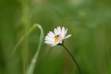 Natural Bellis Perennis Macro Photo © Recep