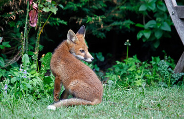 Fox cubs exploring and playing in an urban garden