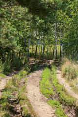 Dirt road in the forest, entering a birch grove in summer on a sunny day